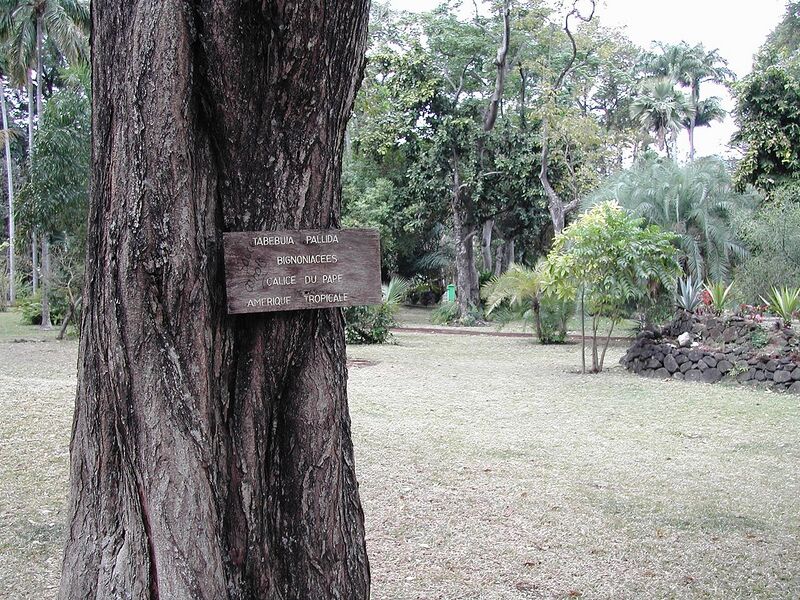 File:1280px-Plaque-Tabebuia-pallida-Réunion.JPG