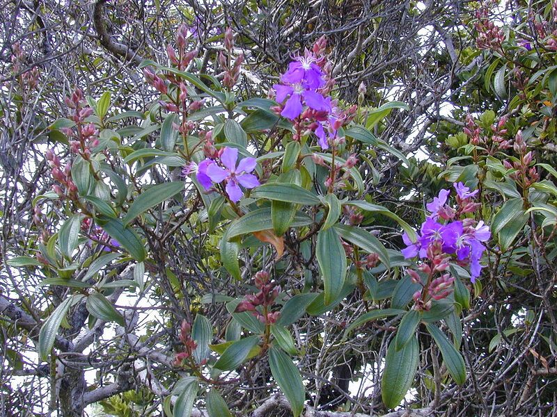 File:1280px-Starr 020815-0009 Tibouchina granulosa.jpg