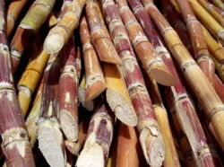 Sugarcane cut