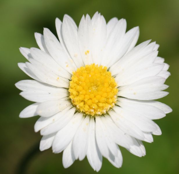 File:English Daisy (Bellis Perennis).jpg