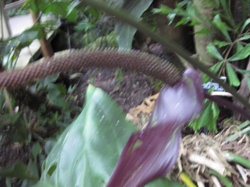 File:IMG 1095 bbg09.jpg