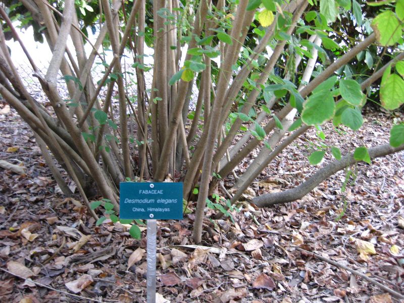File:IMG 2532 ucla09.jpg