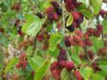 Ripening fruit of a wild color-like variety