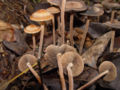 Panaeolus subbalteatus