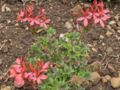 Pelargonium Stellar, a cultivar