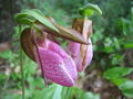 Thumbnail for version as of 13:00, 23 June 2007