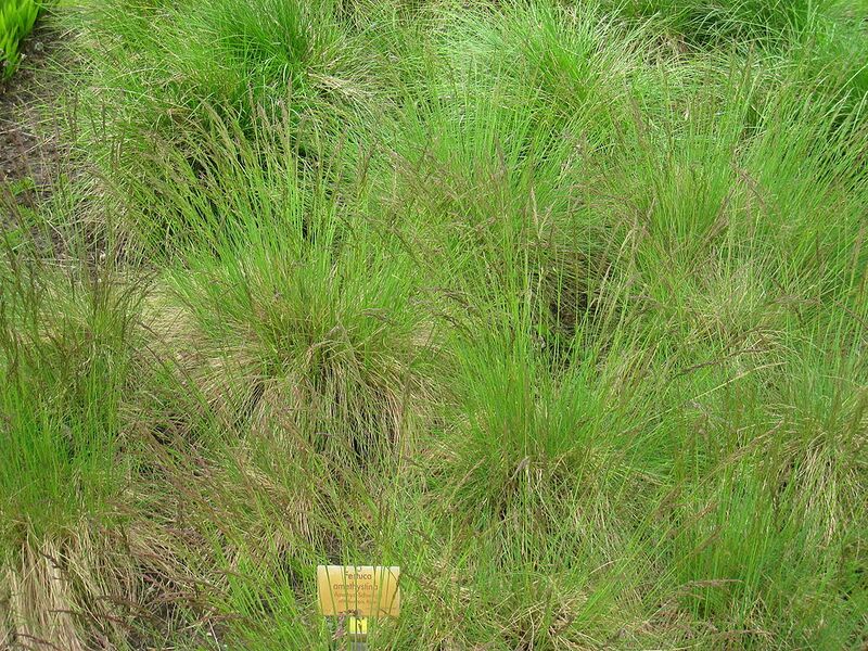 File:1024px-Festuca amethystina - Berlin Botanical Garden - IMG 8537.JPG