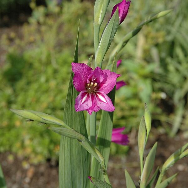 File:1024px-Gladiolus imbricatus1000.jpg