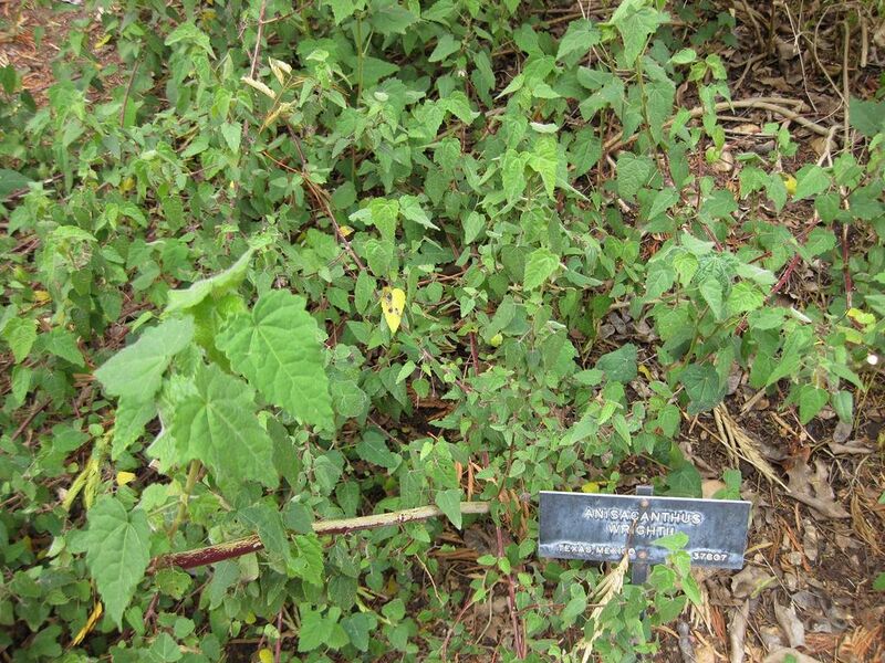 File:1024px-IMG 5000 hunt0904.jpg