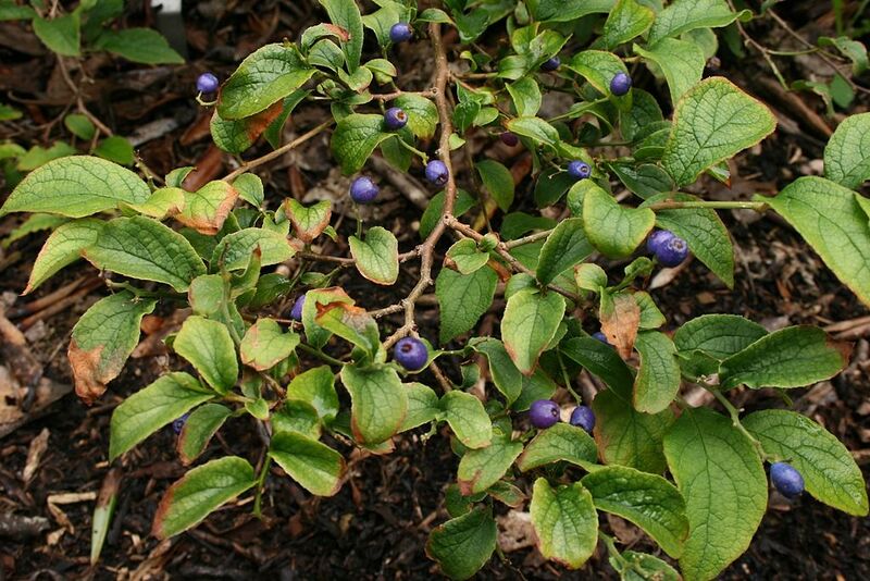 File:1024px-Symplocos-paniculata-foliage.jpg