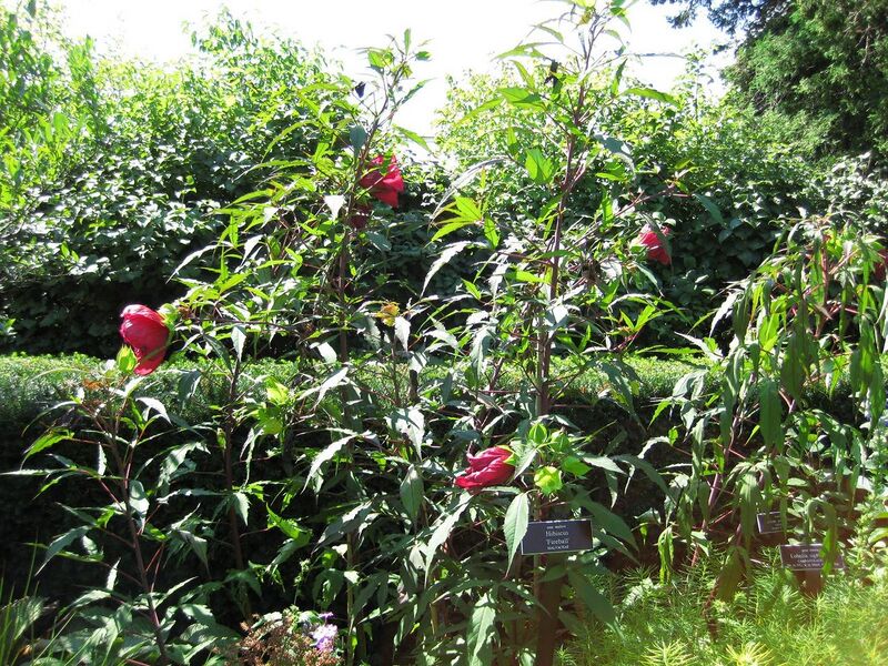 File:1280px-IMG 0072 nybg09.jpg