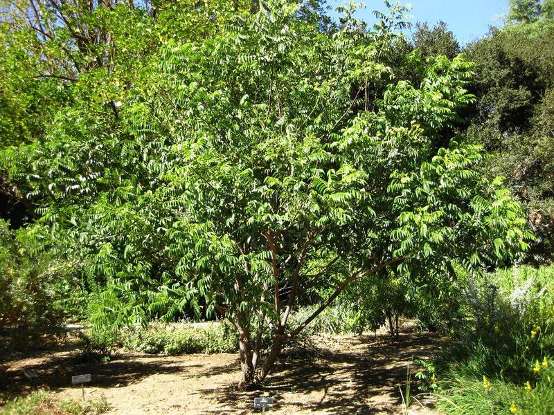 File:1280px-IMG 2054 hunt09oct.jpg