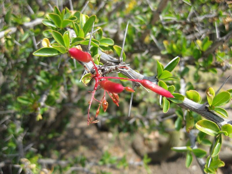 File:1280px-IMG 4247 hunt0904.jpg