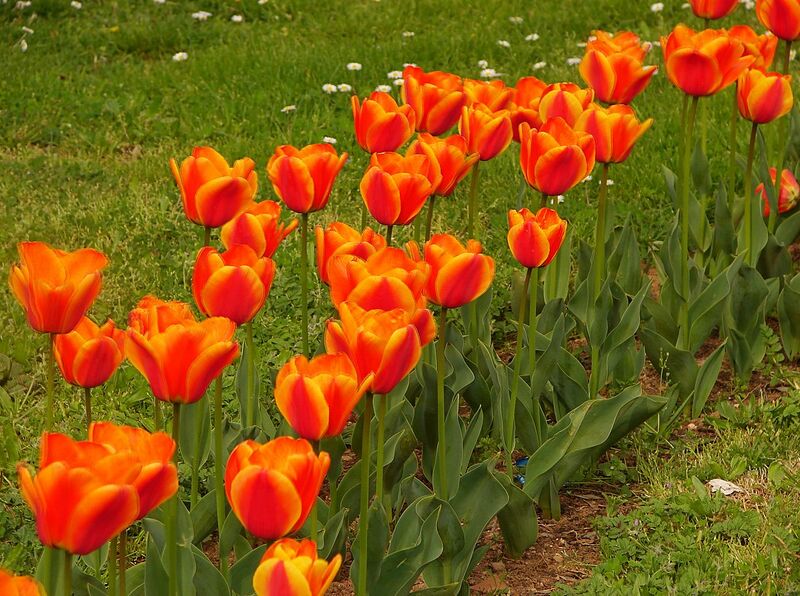 File:1280px-Tulip 00126-27.jpg