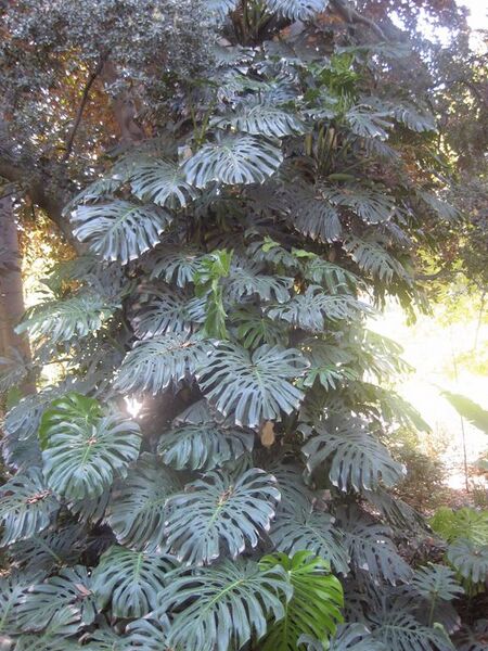 File:576px-IMG 2017 hunt0903.jpg