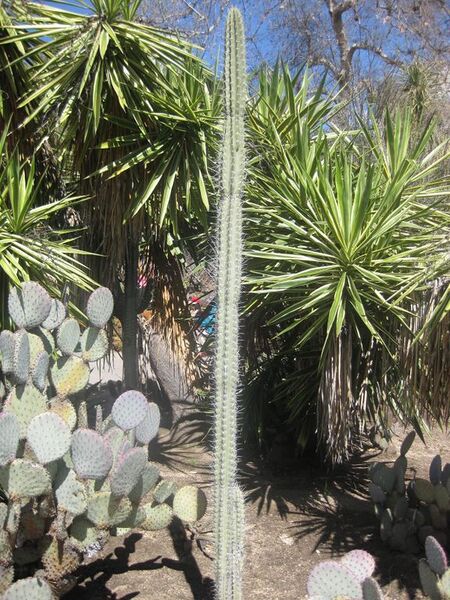 File:576px-IMG 2228 hunt0903.jpg