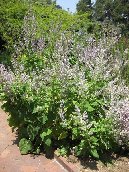 File:576px-IMG 7656 hunt09jun.jpg