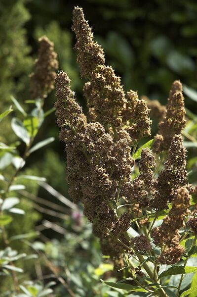 File:681px-Spiraea x billardii E.jpg