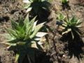 Aloe saponaria