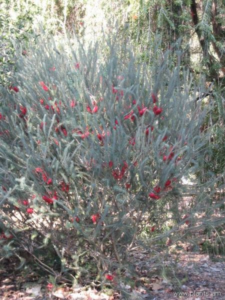 File:Calothamnus villosus-silky net-bush-IMG 0676 hunt07.jpg