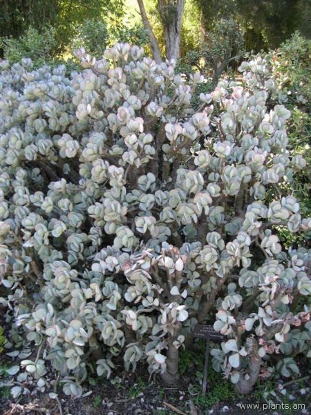 File:Crassula arborescens-IMG 0509 hunt07.jpg