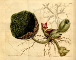 Illustration of Euryale ferox from Curtis's botanical magazine (1812).