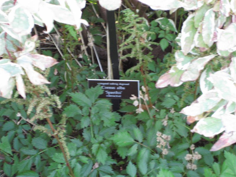 File:IMG 0175 nybg09.jpg