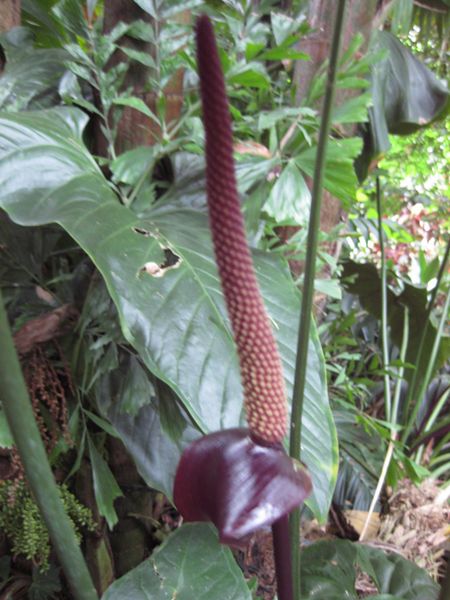 File:IMG 1098 bbg09.jpg