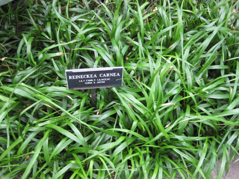 File:IMG 1218 bbg09.jpg