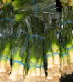 Leeks for sale
