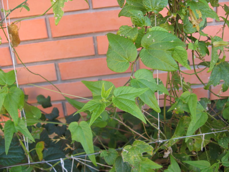 File:Passiflora capsularis leaves.jpg