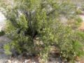 P. tridentata, Red Rock Canyon, Nevada