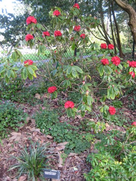 File:Rhododendron-john mclaren-IMG 7213 sfbg0308.jpg