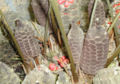 Thumbnail for version as of 20:35, 3 March 2009