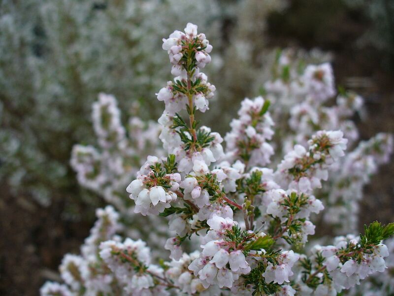 File:1024px-Erica quadrangularis - baby heath.JPG