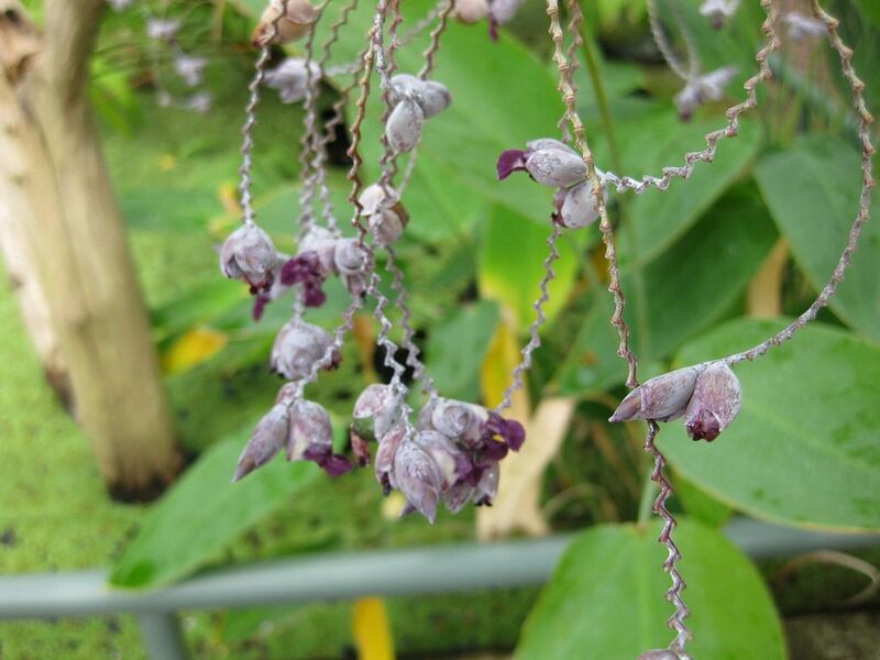 File:1024px-IMG 0998 bbg09.jpg