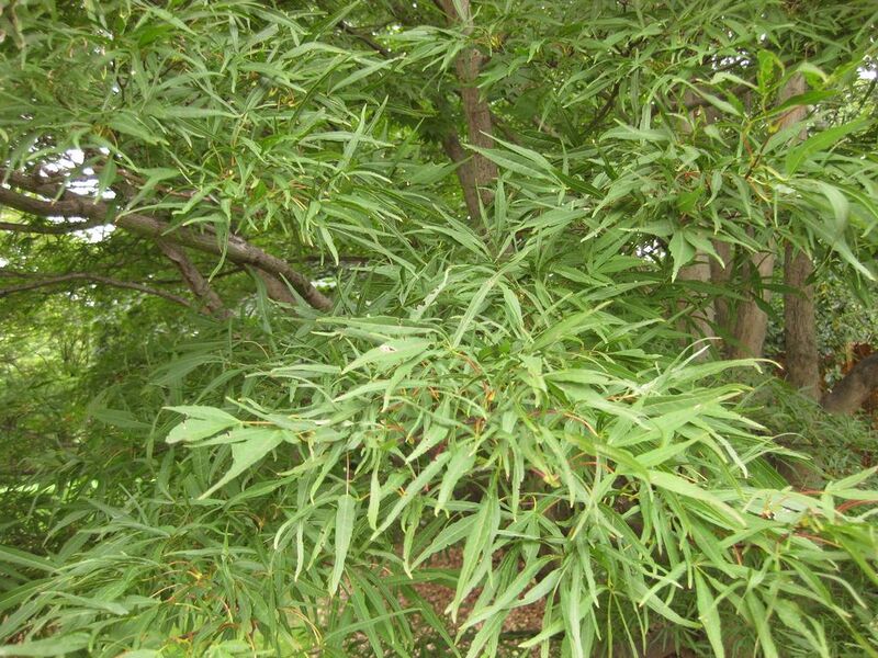 File:1024px-IMG 1426 bbg09.jpg