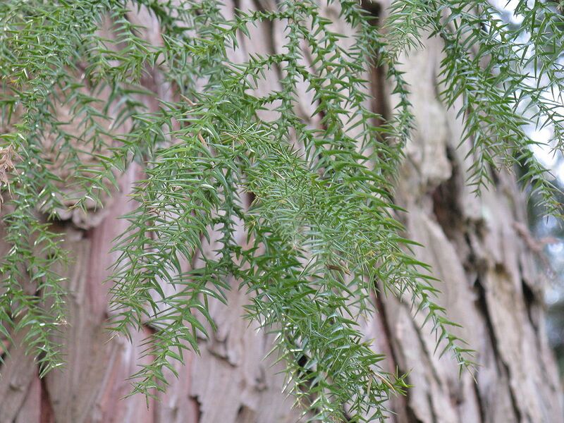 File:1024px-Taiwania cryptomerioides2.jpg