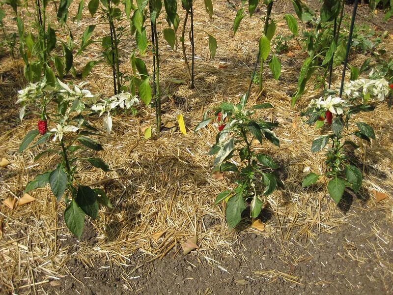 File:1280px-IMG 0635 bbg09.jpg