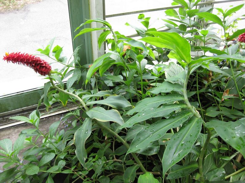 File:1280px-IMG 1174 bbg09.jpg