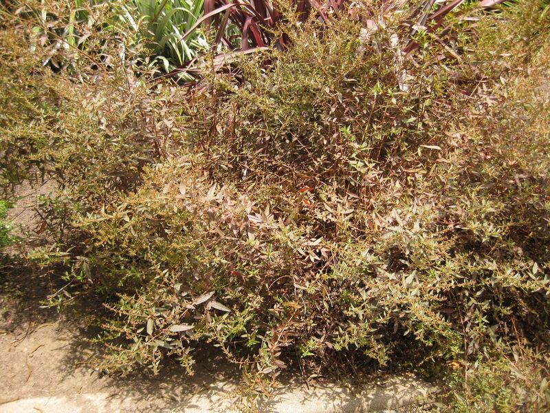 File:1280px-IMG 7358 hunt09jun.jpg