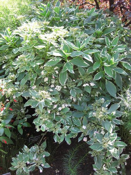 File:576px-IMG 0025 nybg09.jpg