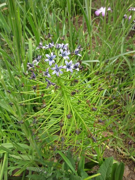 File:576px-IMG 5184 hunt0904.jpg