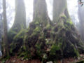 Thumbnail for version as of 04:52, 11 October 2007