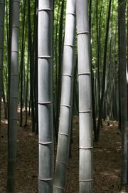 Bamboo forest
