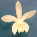 Thumbnail for version as of 10:33, 2 May 2007
