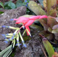 The flower of a Billbergia sp.
