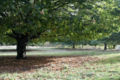 A Sweet Chestnut tree
