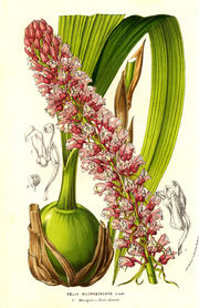 Coelia macrostachya