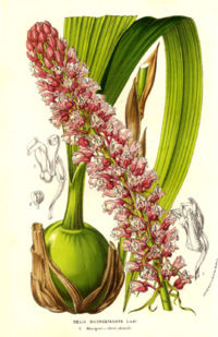 Coelia macrostachya